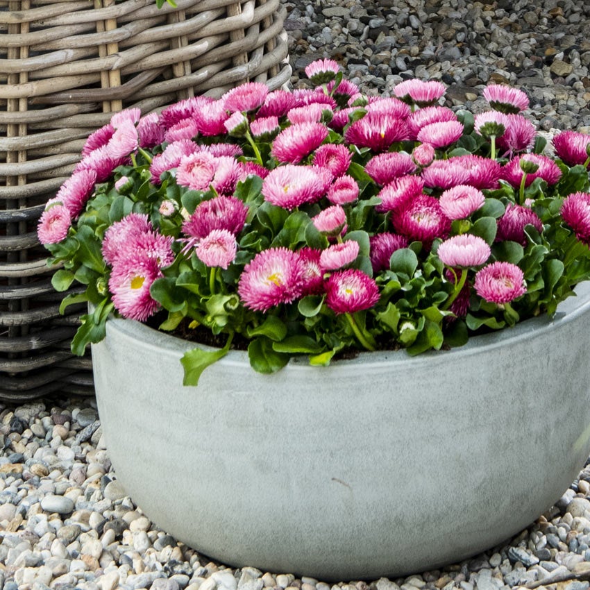 Tuinmadeliefje (Bellis perennis cultivar)