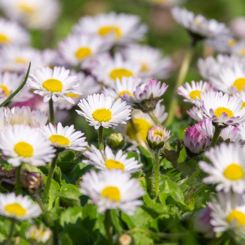 Wild madeliefje (Bellis perennis)