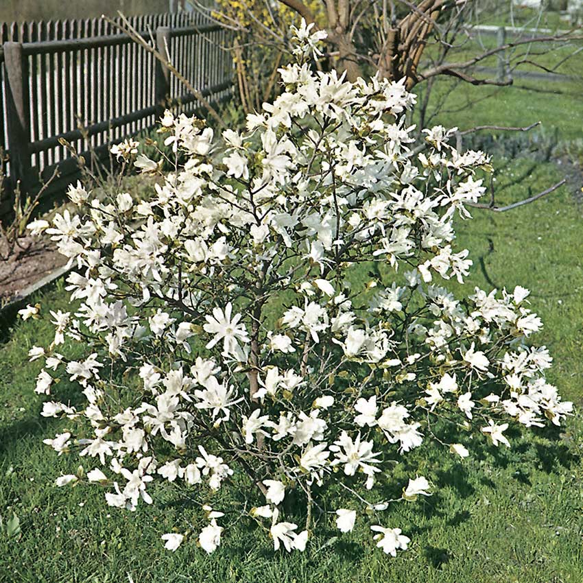 Magnolia stellata (Stermagnolia)