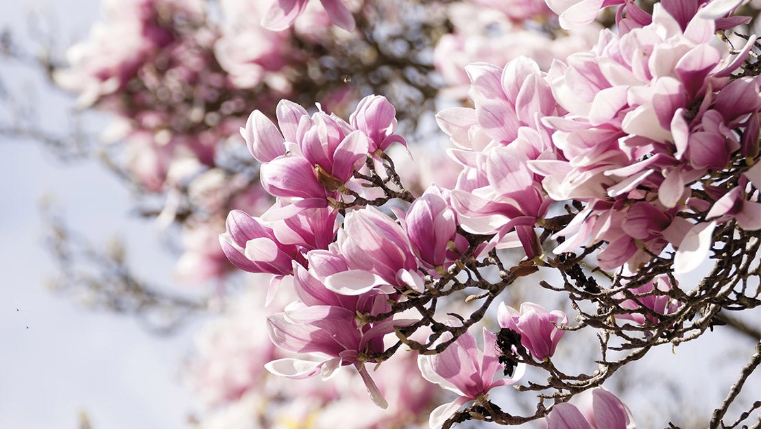 Magnolia