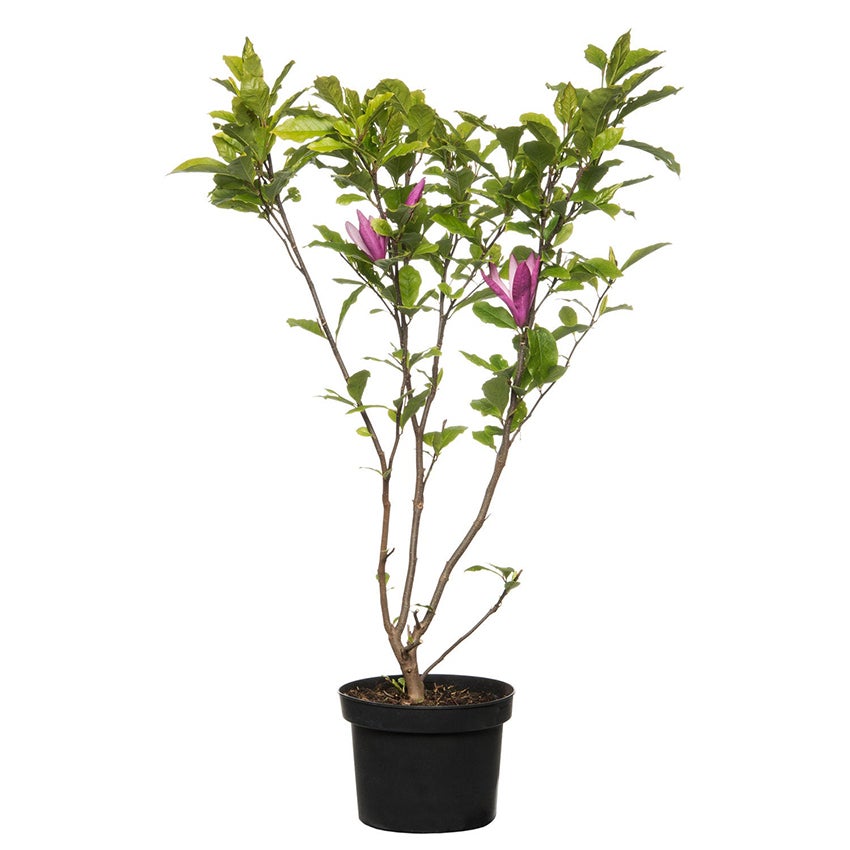 Magnolia liliiflora ‘Nigra’ (Leliemagnolia)