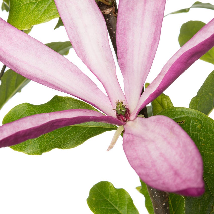 Magnolia liliiflora ‘Nigra’ (Leliemagnolia)