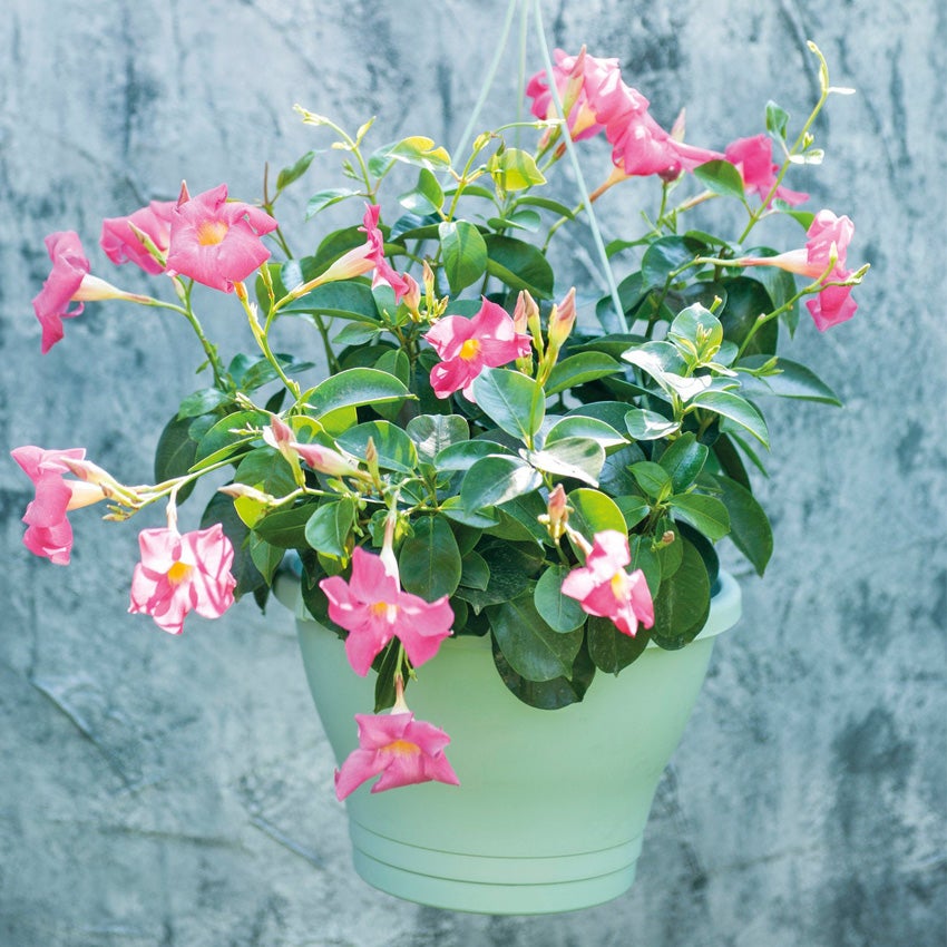 Mandevilla (Mandevilla 'Sundaville')