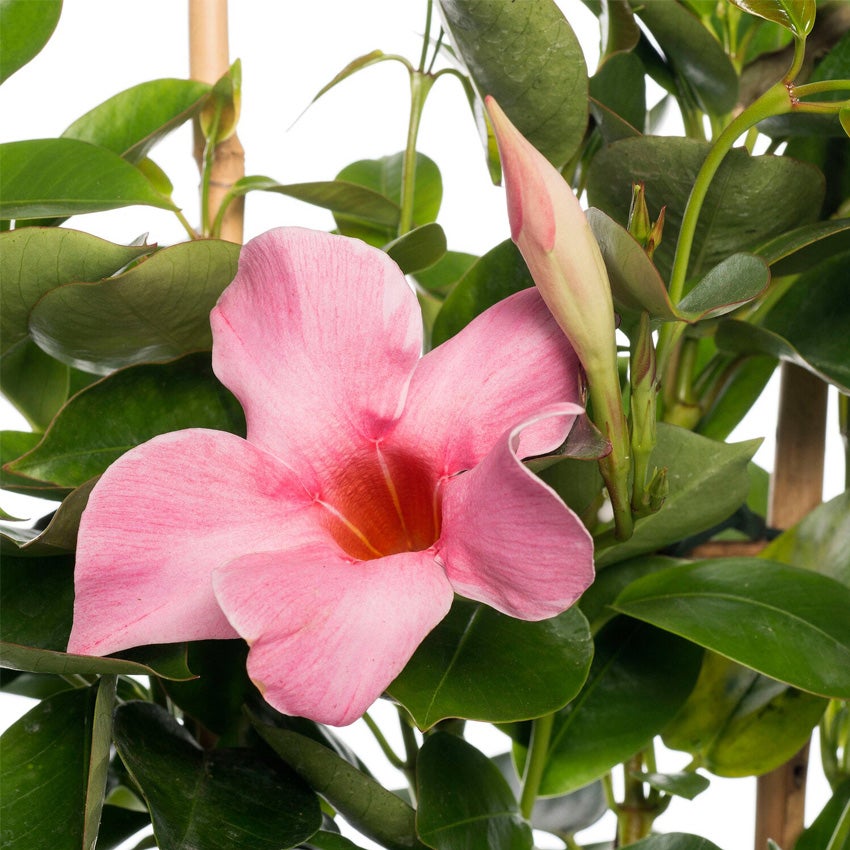 Mandevilla (Mandevilla 'Sundaville')