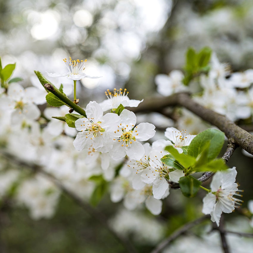 Meidoorn (Crataegus) bloesem