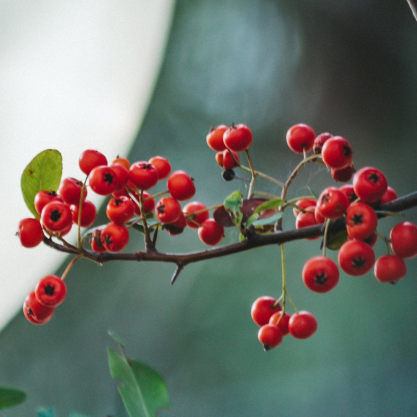 Meidoorn (Crataegus) vruchtjes