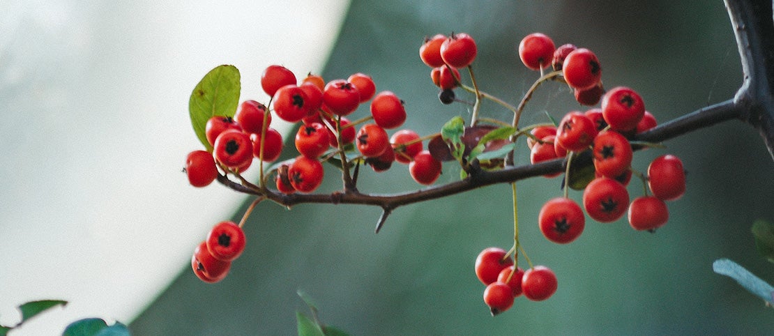 Meidoorn (Crataegus) vruchtjes