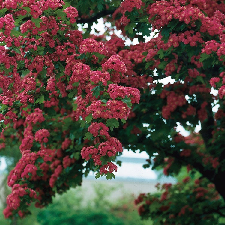 Rode Meidoorn (Crataegus media 'Paul's Scarlet')