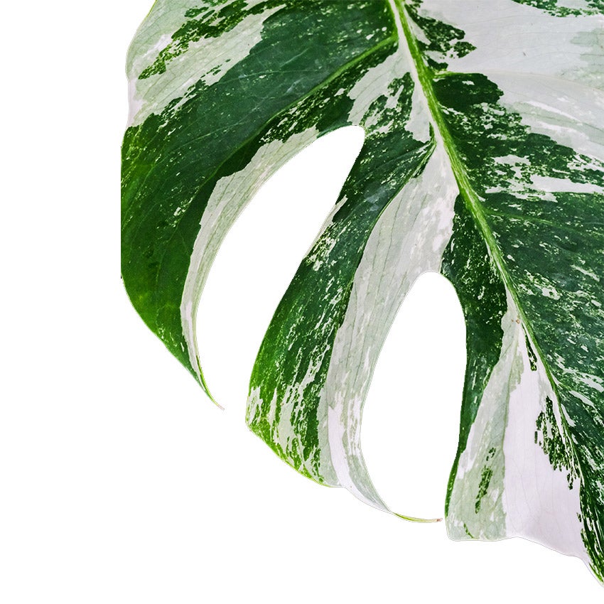 Monstera Variegata