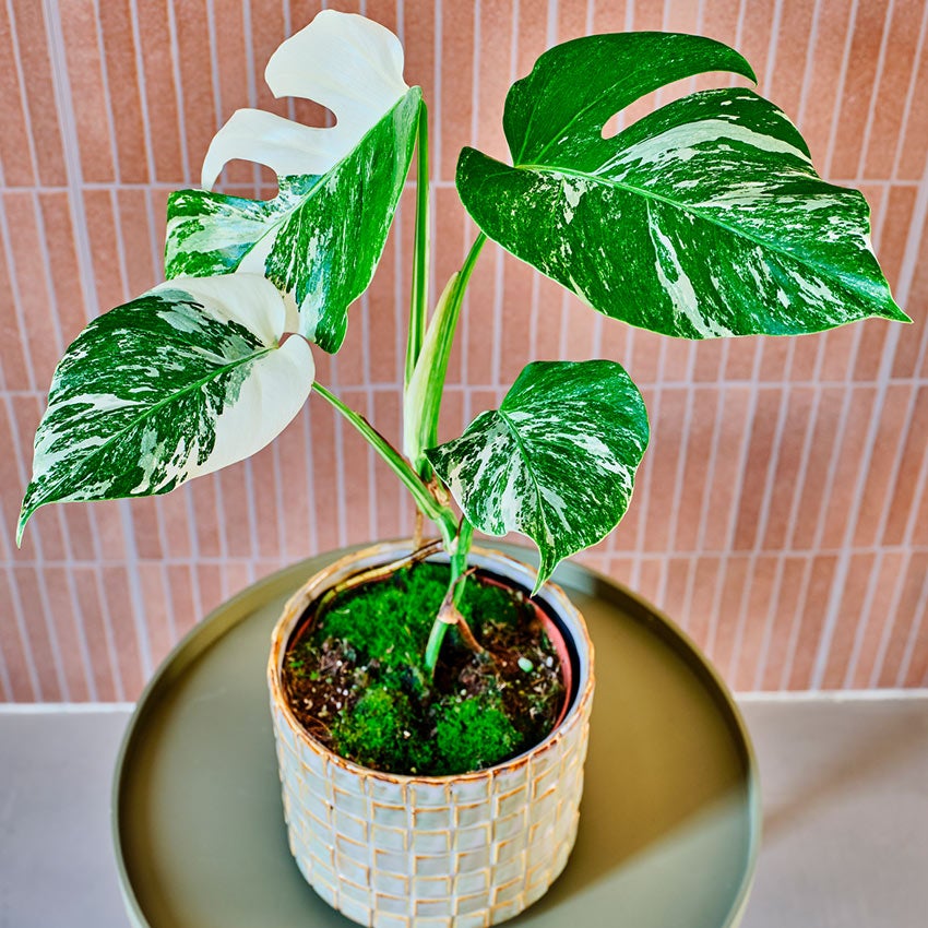 Monstera deliciosa 'Variegata'