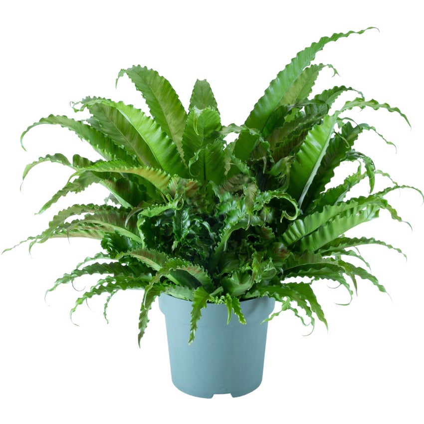 Japanse nestvaren (Asplenium antiquum 'Osaka')