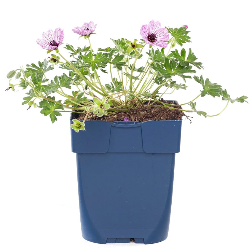 Ooievaarsbek (Geranium cinereum ‘Ballerina’)