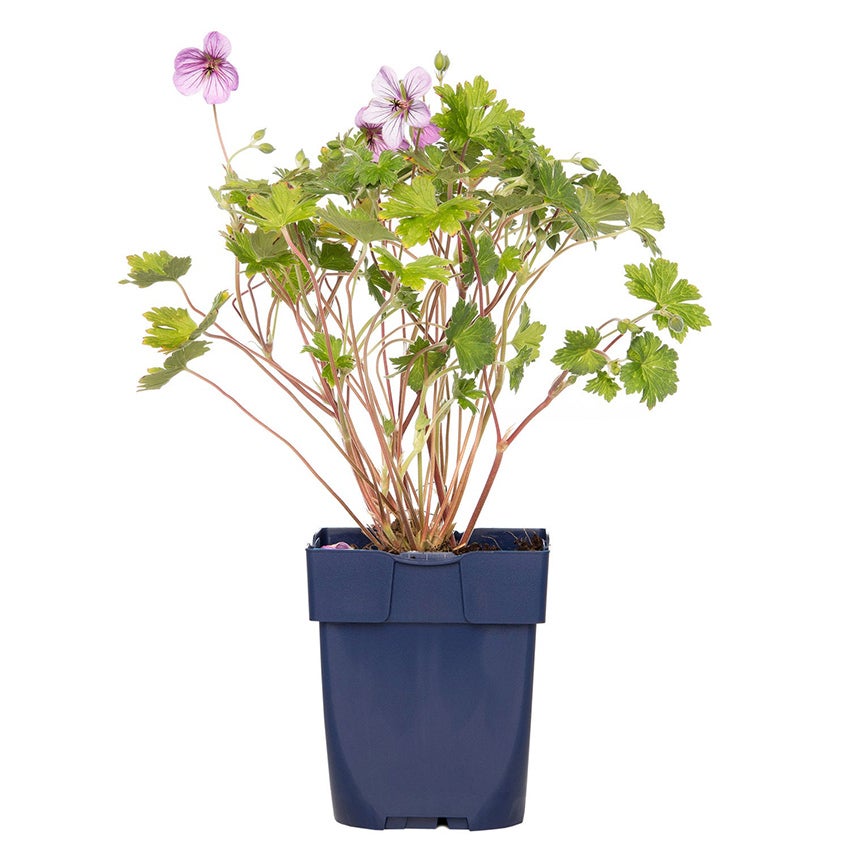 Ooievaarsbek (Geranium 'Joy')