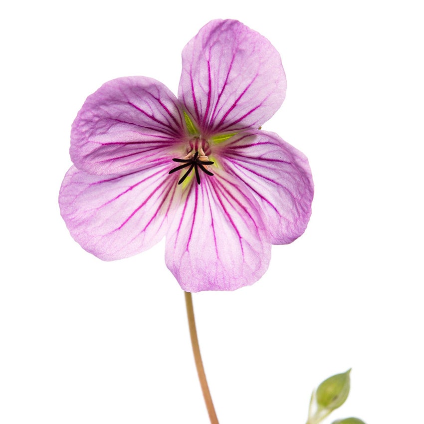 Ooievaarsbek (Geranium 'Joy')