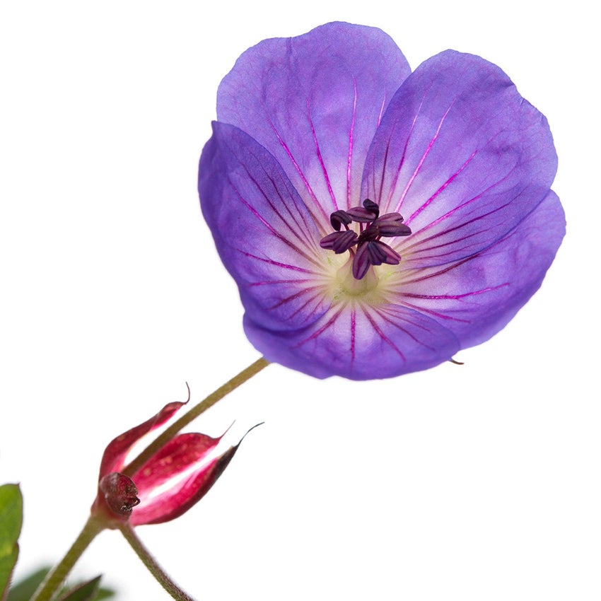 Ooievaarsbek (Geranium ‘Rozanne’)