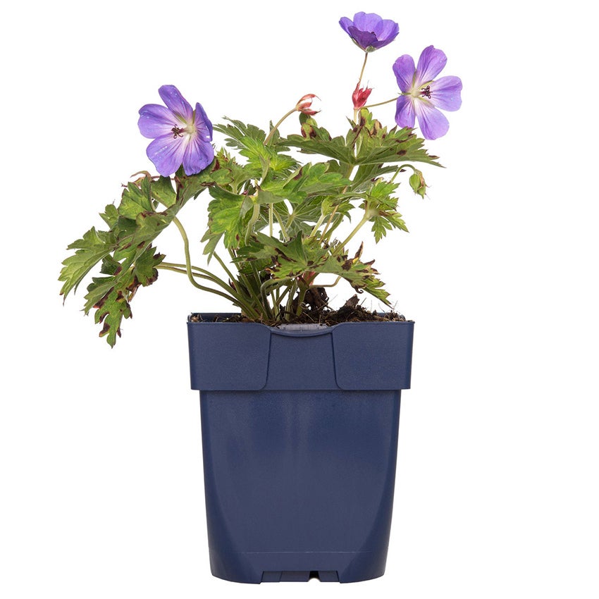 Ooievaarsbek (Geranium ‘Rozanne’)