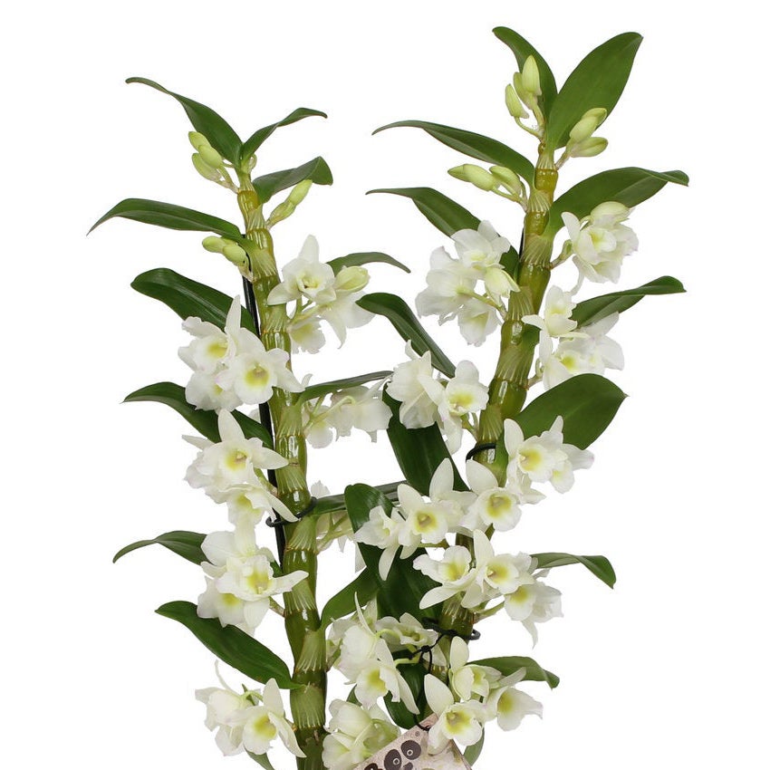 Bamboe orchidee (Dendrobium)