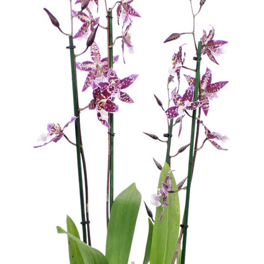 Cambria orchidee