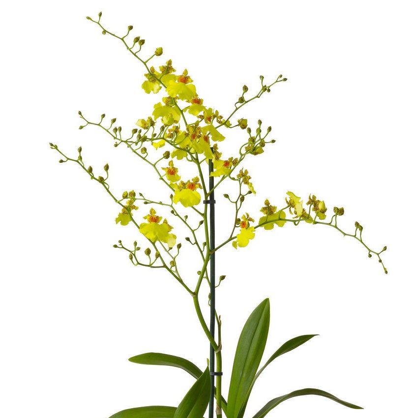 Tijgerorchidee (Oncidium)