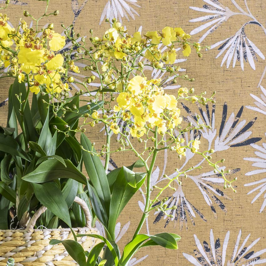 Tijgerorchidee (Oncidium)