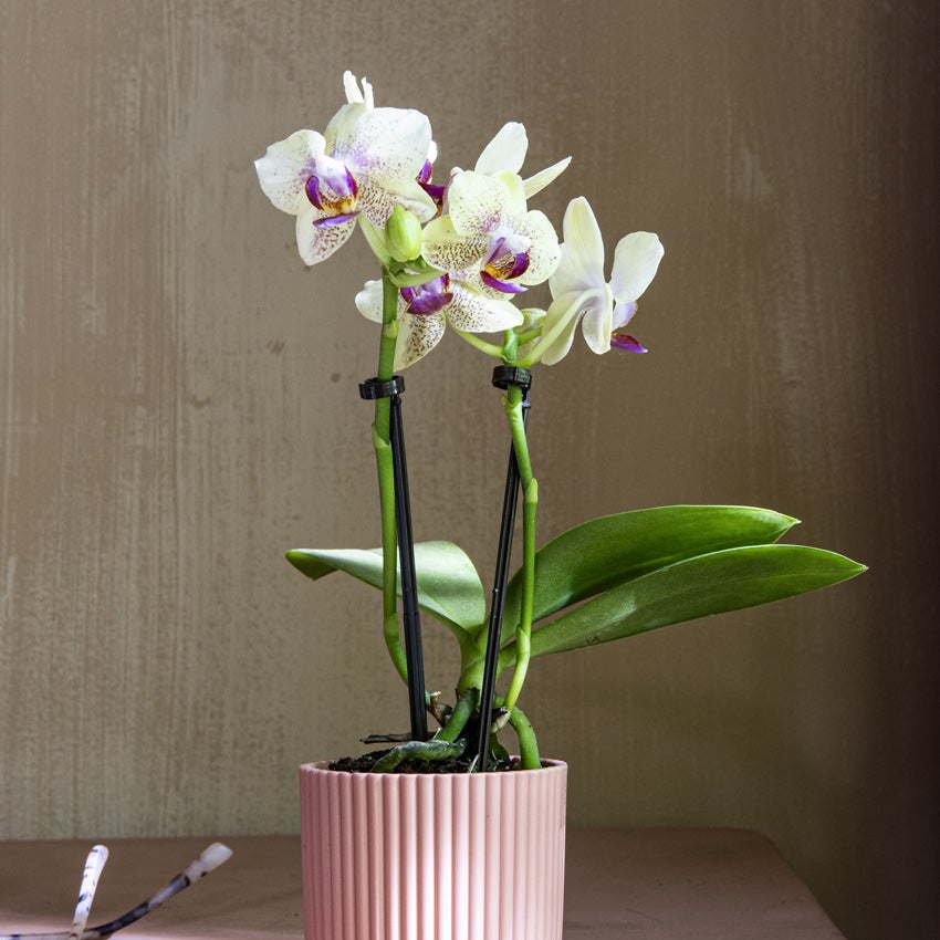 Vlinderorchidee (Phalaenopsis)