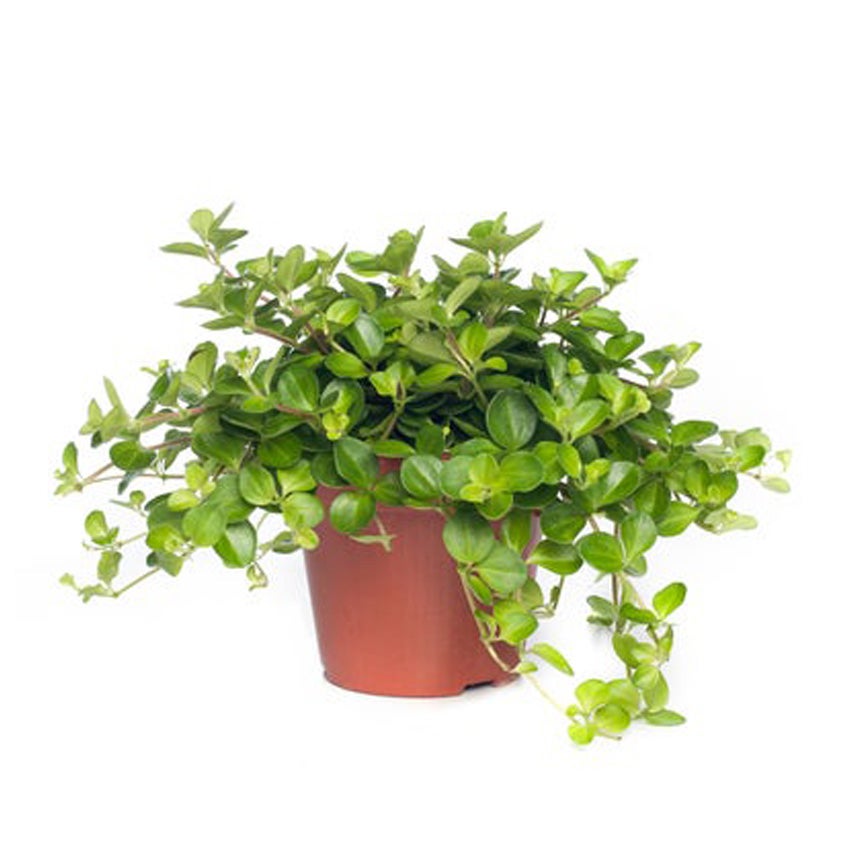 Peperomia rotundifolia