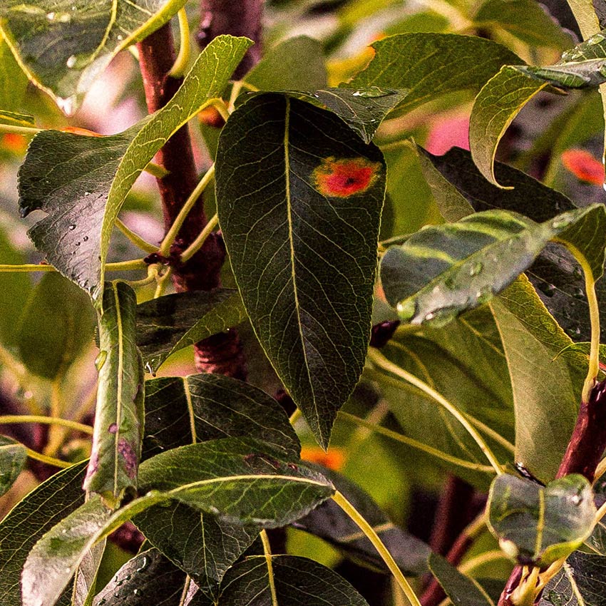 Perenboom met perenroest