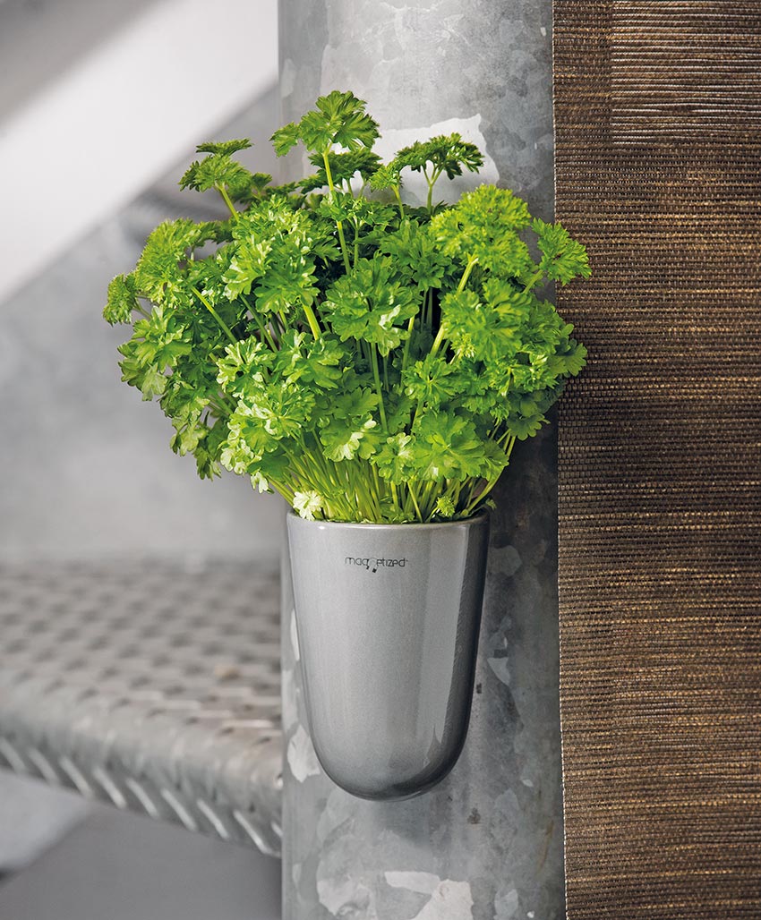 Krulpeterselie (Petroselinum crispum) in pot