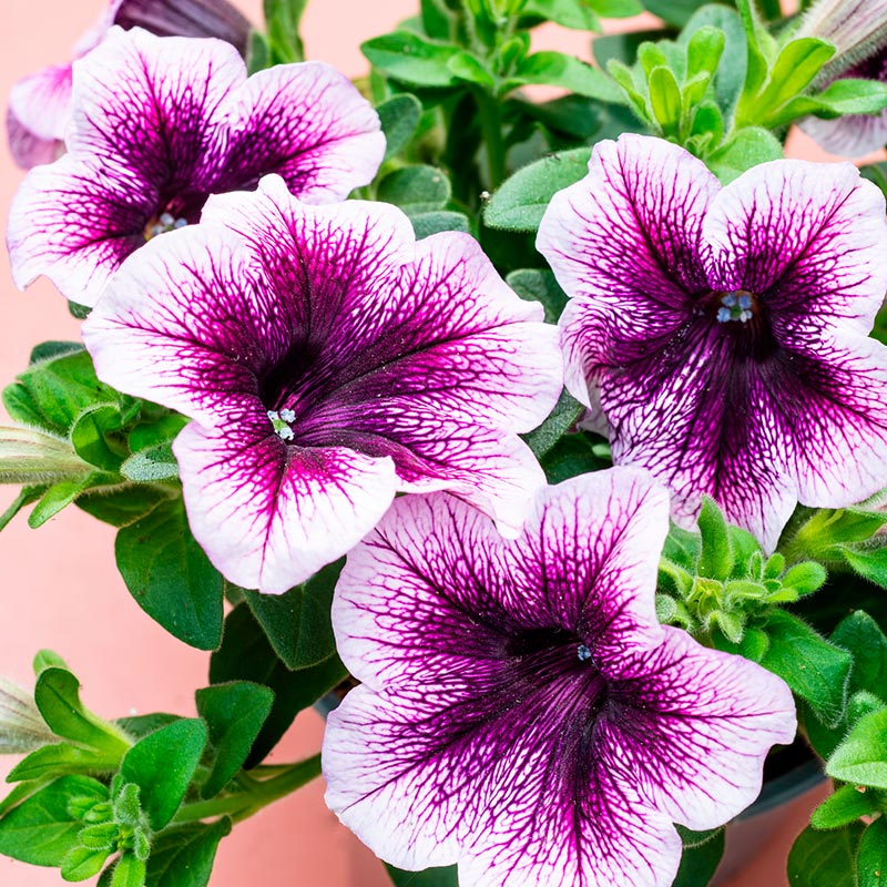 Petunia Surfinia