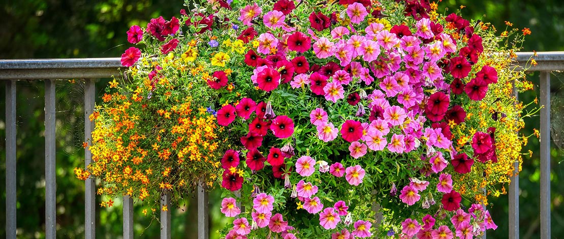 Petunia's aan balkon