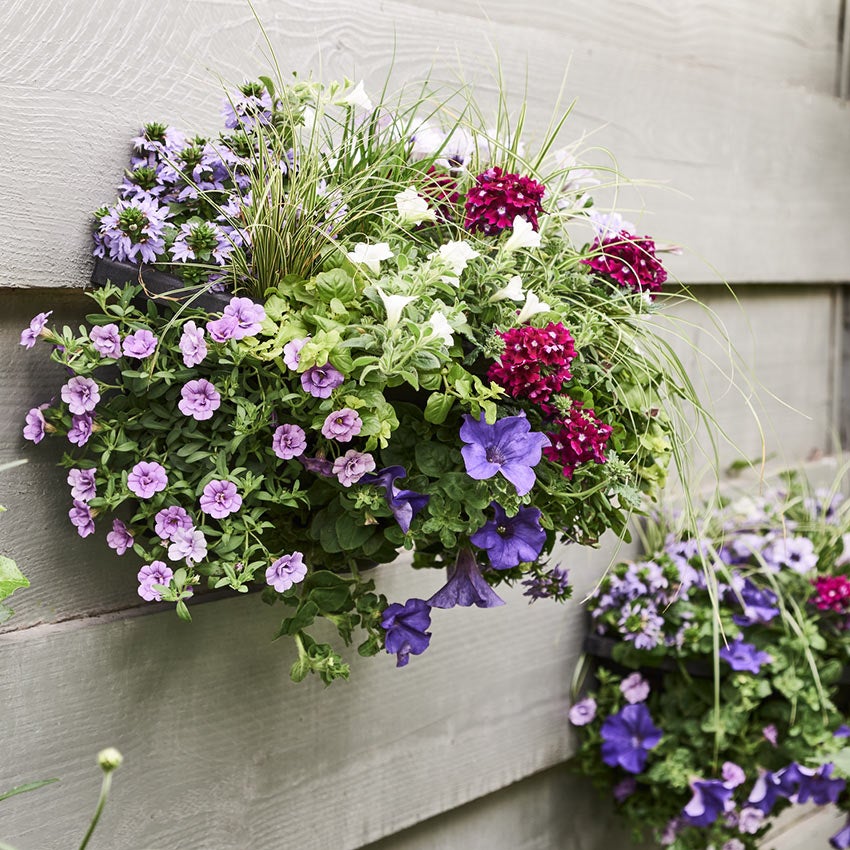 Petunia in wandhanger