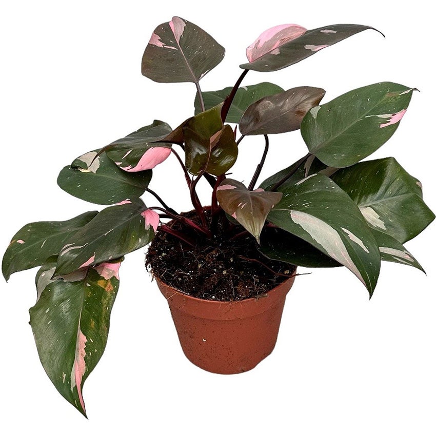 Philodendron 'Pink Princess'