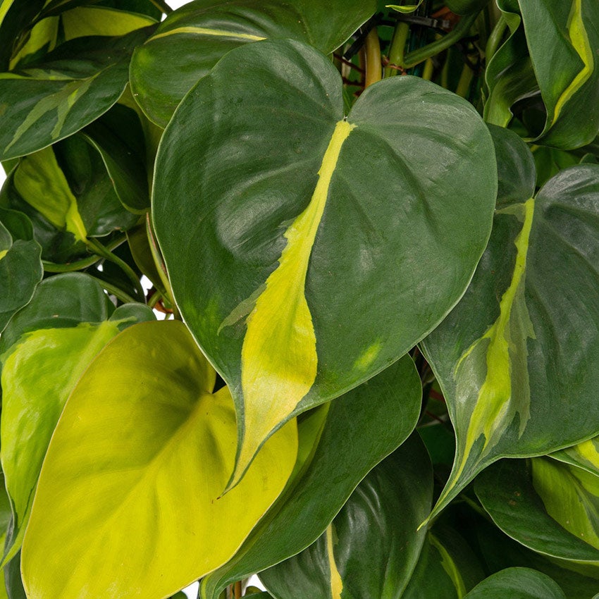 Philodendron scandens