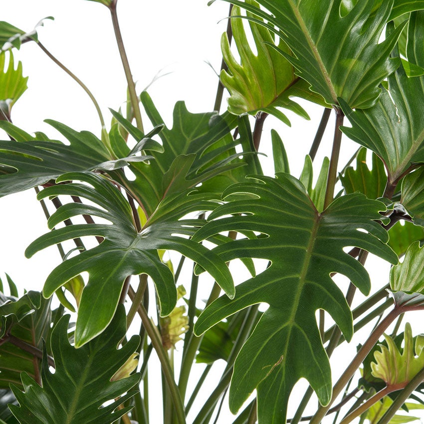 Philodendron ‘Xanadu’