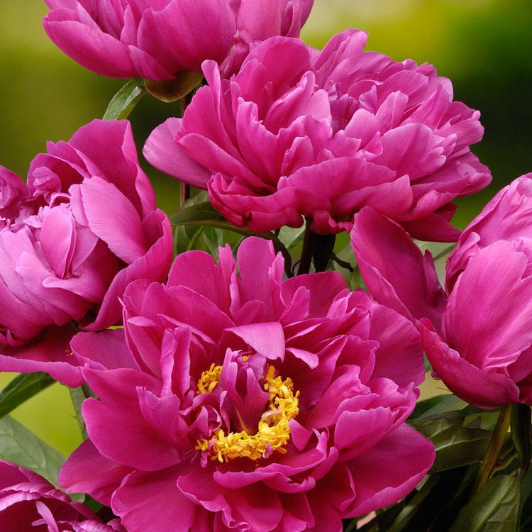 Pioenroos (Paeonia lactiflora ‘Karl Rosenfield’)