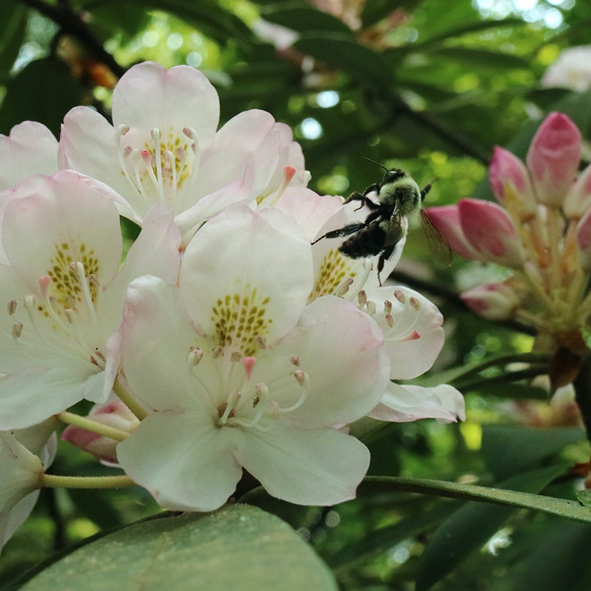 Rododendron (Rhododendron ‘Cunningham's white’)