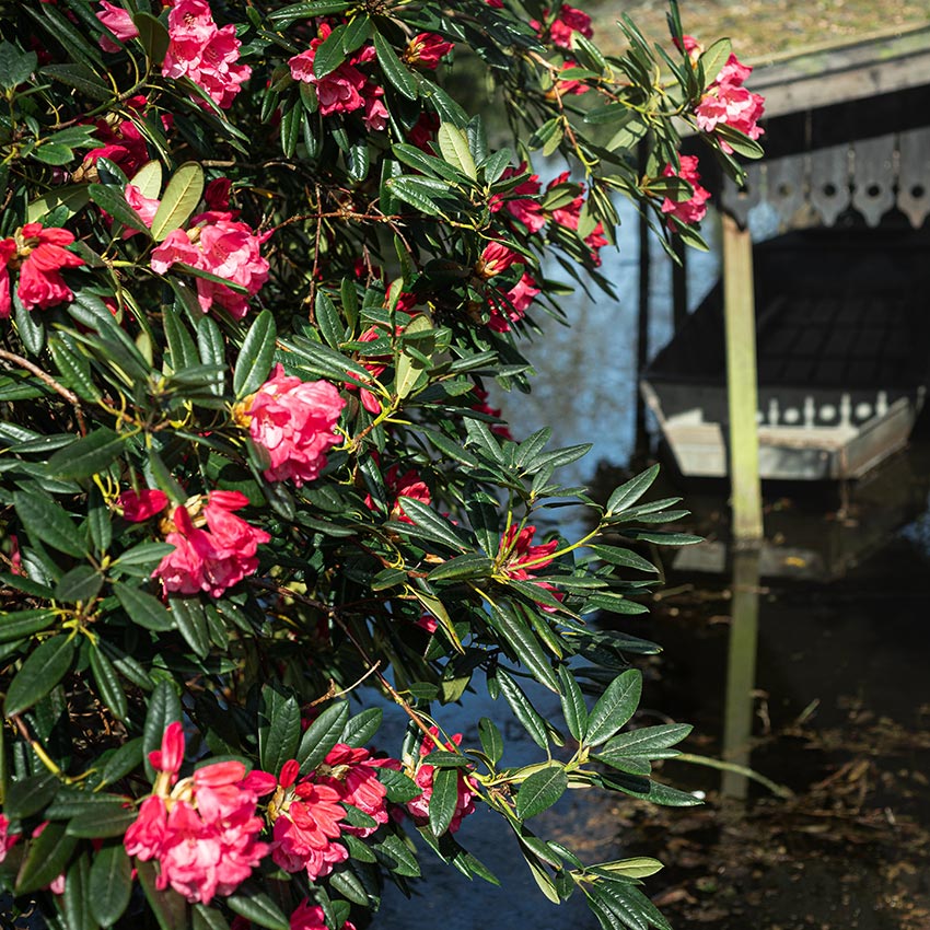 Rhododendron