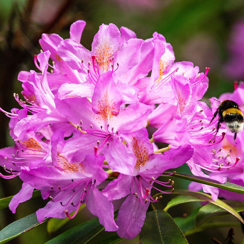 Rododendron (Rhododendron 'Ponticum')