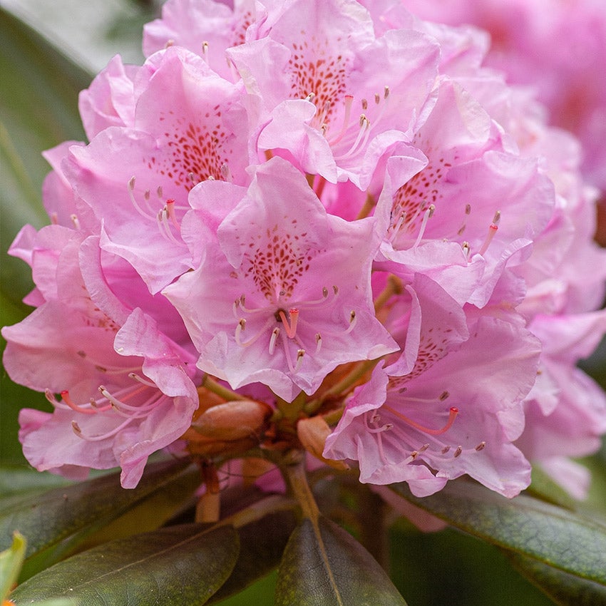 Rododendron (Rhododendron 'Roseum Elegans')