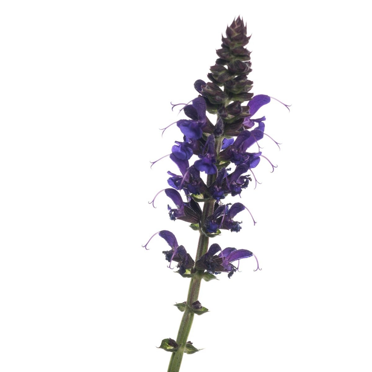 Bossalie (Salvia nemorosa ‘Mainacht’)