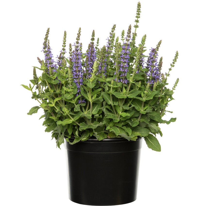 Bossalie (Salvia nemorosa ‘Crystal Blue’)