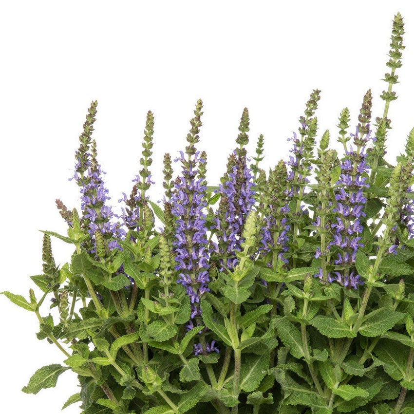 Bossalie (Salvia nemorosa ‘Crystal Blue’)