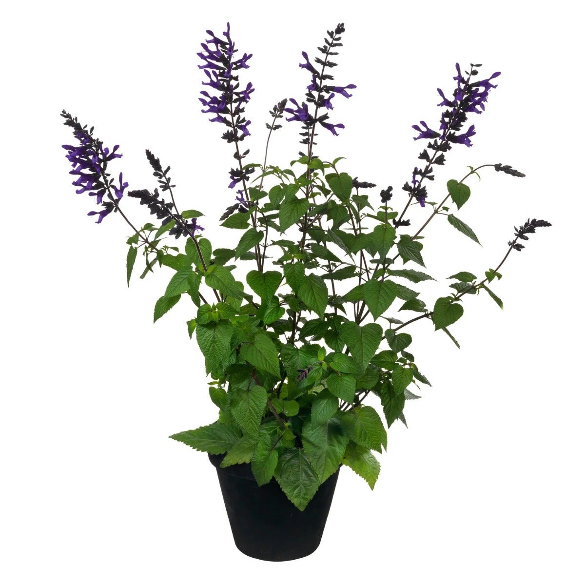 Salie (Salvia guaranitica 'Black and Blue')