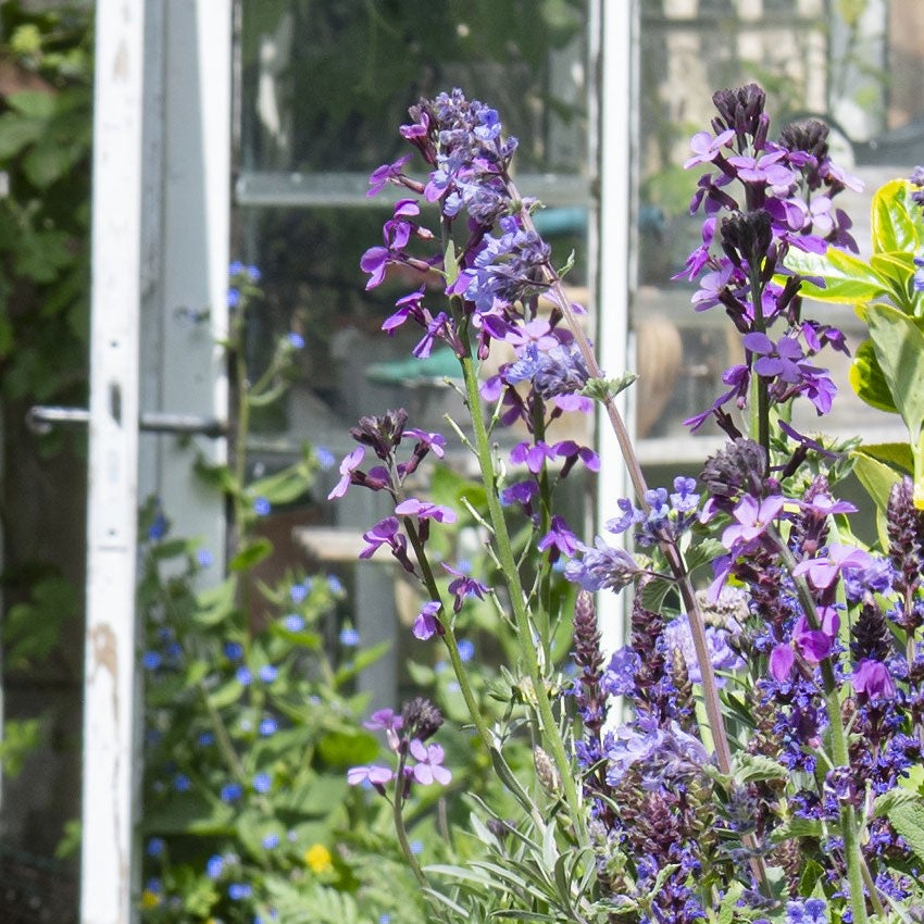 Bossalie (Salvia nemorosa ‘Caradonna’)