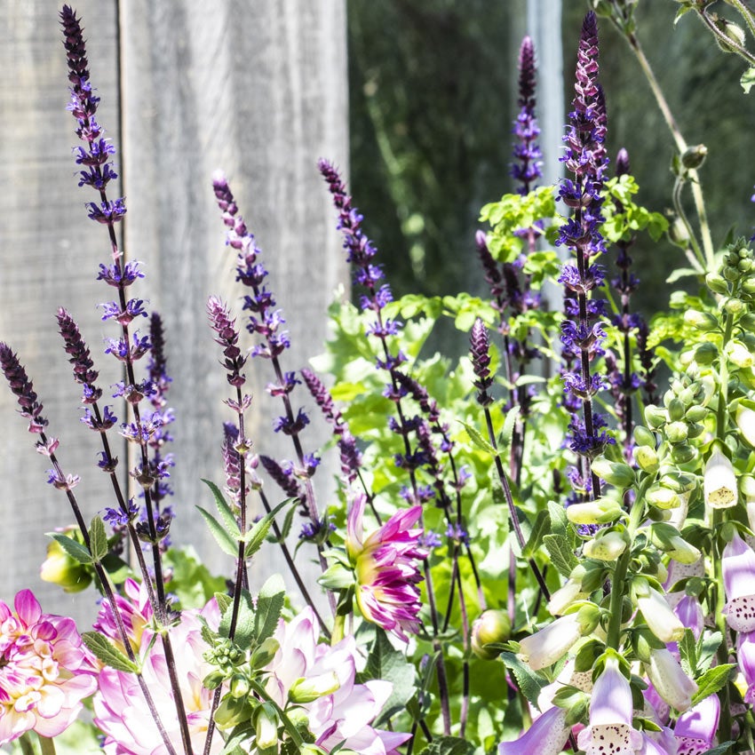 Bossalie (Salvia nemorosa 'Ostfriesland')