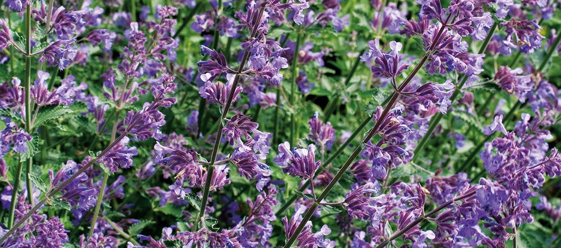 Bossalie (Salvia nemorosa 'Ostfriesland')