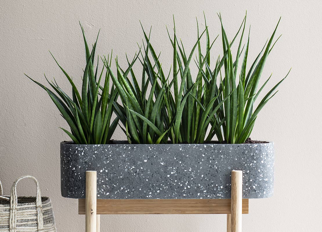 Vrouwentong (Sansevieria)