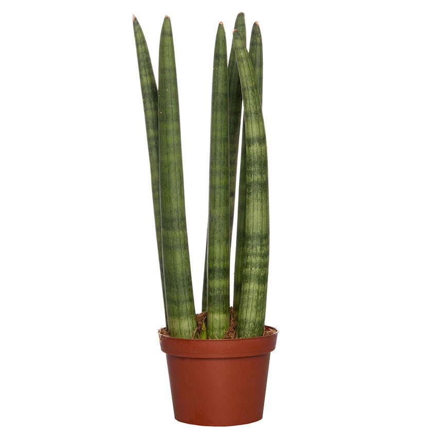 Vrouwentong (Sansevieria cylindrica 'Straight')