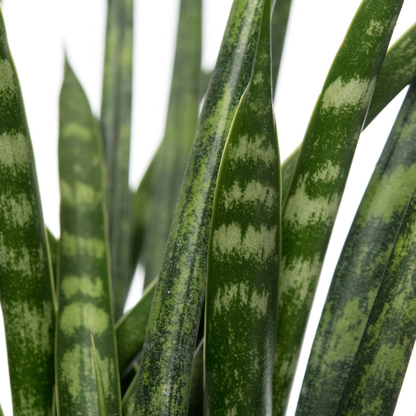 Vrouwentong (Sansevieria 'Fernwood Mikado')