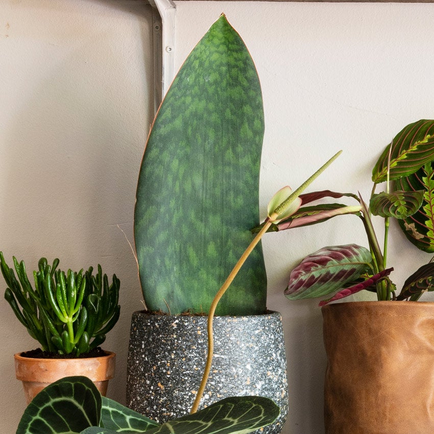 Vrouwentong (Sansevieria masoniana 'Victoria')